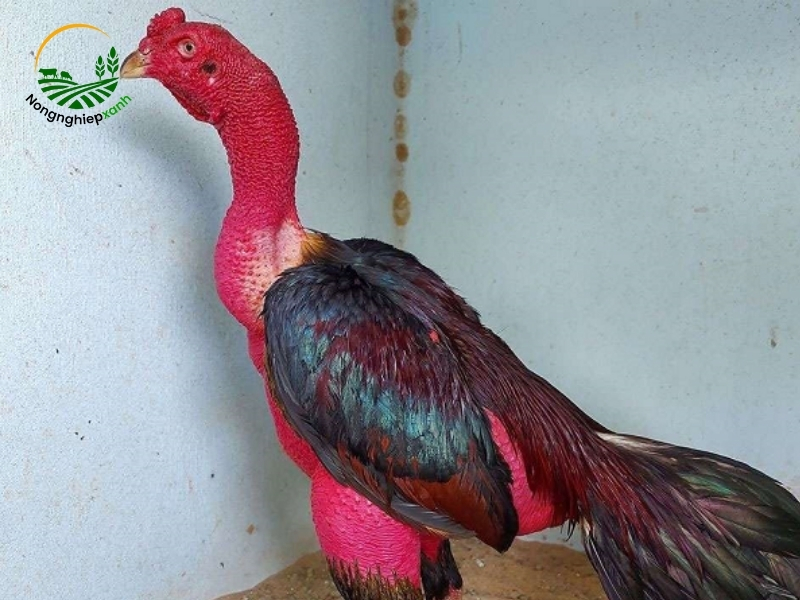 Phòng và trị bệnh cho gà chọi