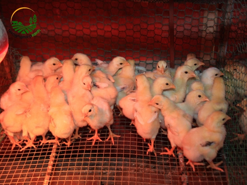 Chăm sóc gà con trong giai đoạn đầu (1-4 tuần tuổi)