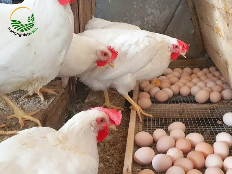 Lựa chọn giống gà phù hợp cho năng suất trứng cao
