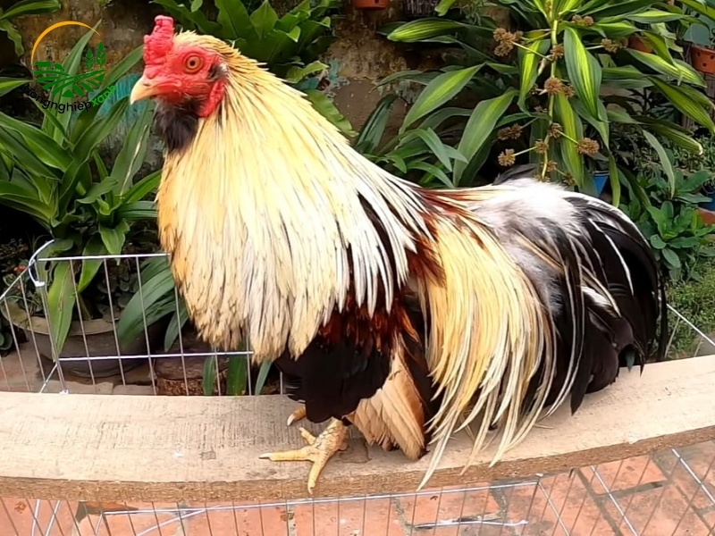 Tổng quan về gà tre và đặc điểm nổi bật