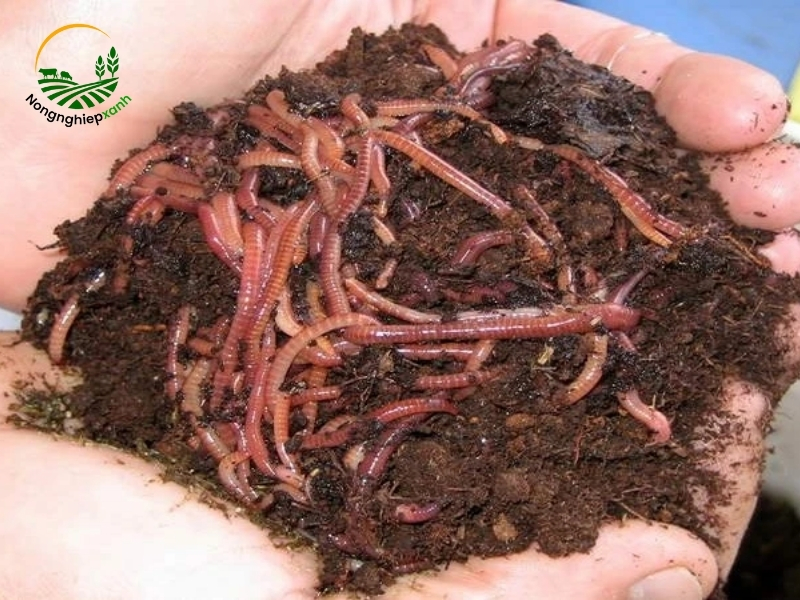 Giun đất – “siêu thực phẩm” trong chăn nuôi gà