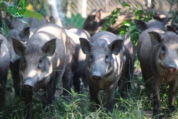 Cách nuôi heo mọi thả vườn hiệu quả giúp làm giàu từ mô hình nông hộ
