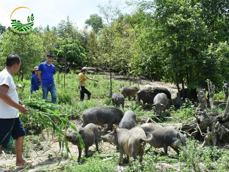 Tổng quan về giống heo mọi và ưu điểm của mô hình thả vườn