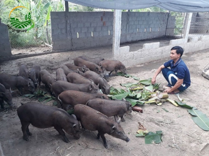 Kinh nghiệm phát triển mô hình nuôi heo mọi thả vườn hiệu quả