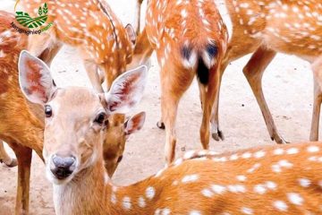 Cách Nuôi Hươu Sao Trong Bối Cảnh Giá Nhung Biến Động