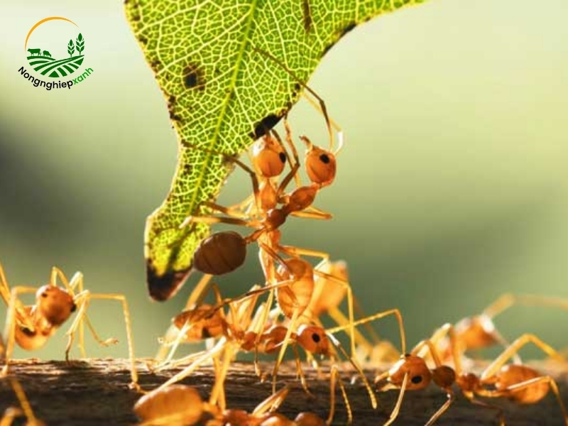 Đặc điểm sinh học của kiến vàng