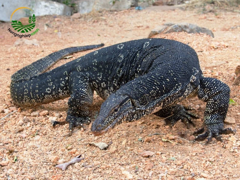 Giới thiệu về loài kỳ đà
