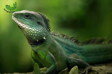 Cách Nuôi Kỳ Tôm Với Chi Phí Thấp Nhưng Vẫn Đạt Hiệu Quả Cao