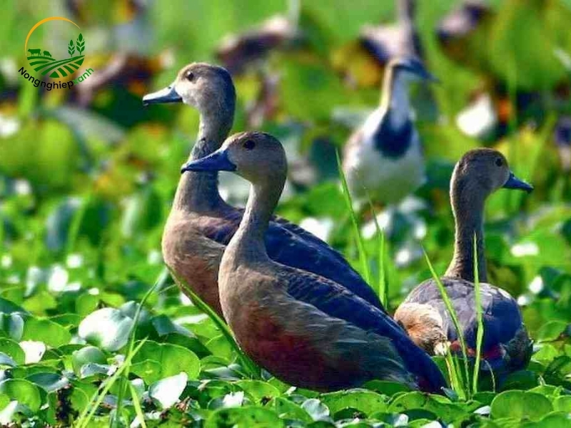 Theo dõi sức khỏe le le và xử lý các vấn đề thường gặp