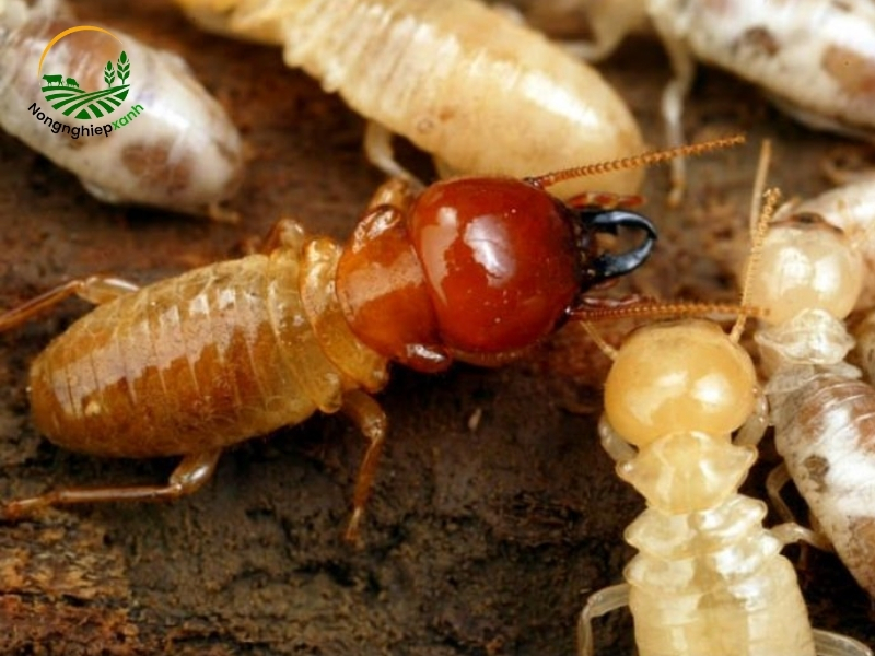 Hướng dẫn chi tiết nuôi mối từ A đến Z