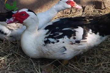 Giải Pháp Chăn Nuôi Bền Vững Cho Nhà Nông Từ Cách Nuôi Ngan