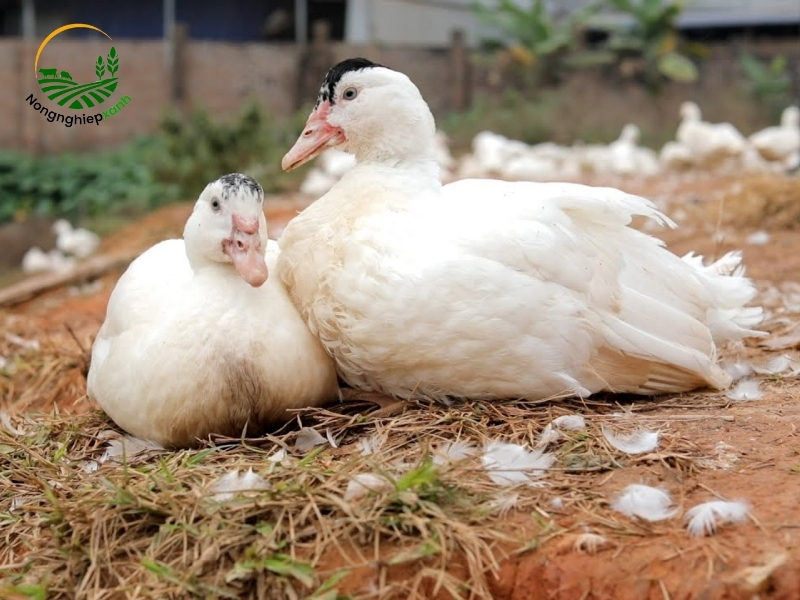 Lợi ích của việc nuôi ngan trong chăn nuôi gia cầm