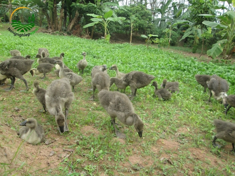 Một số mô hình nuôi ngỗng hiệu quả