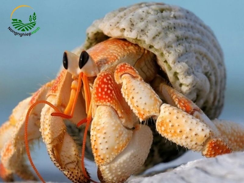 cách nuôi ốc mượn hồn 
