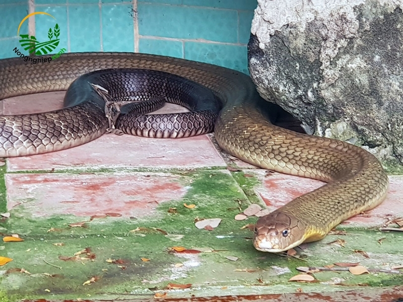 Kỹ thuật bắt giữ an toàn