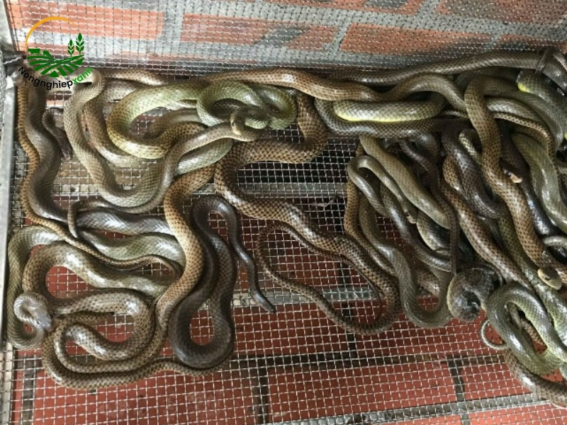 Kinh nghiệm thực tế nâng cao tỷ lệ sinh sản của rắn nước