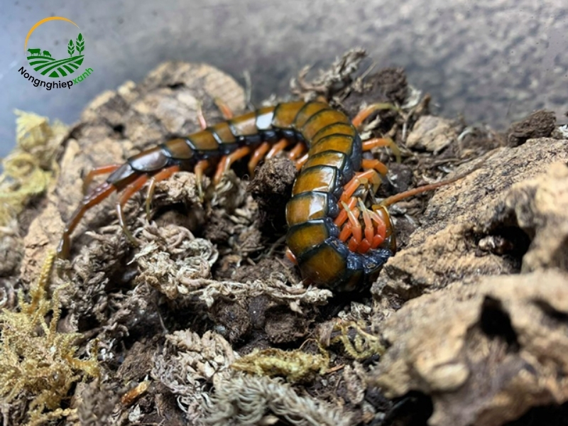 Sinh sản và nhân giống rết trong chai nhựa