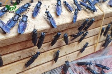 Hướng Dẫn Cách Nuôi Ruồi Lính Đen Thu 20 Triệu Mỗi Tháng