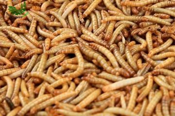 Cách Nuôi Sâu Quy Tạo Nguồn Thức Ăn Dinh Dưỡng Cho Vật Nuôi