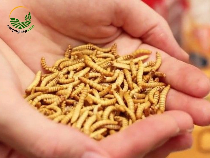 Sâu quy – loại côn trùng giàu tiềm năng trong chăn nuôi hiện đại