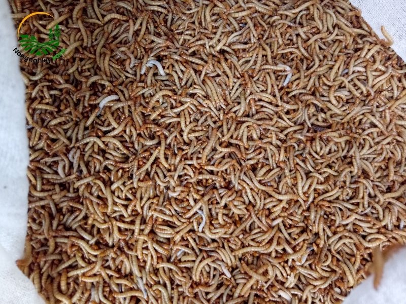 Quy trình thả giống và chăm sóc sâu quy