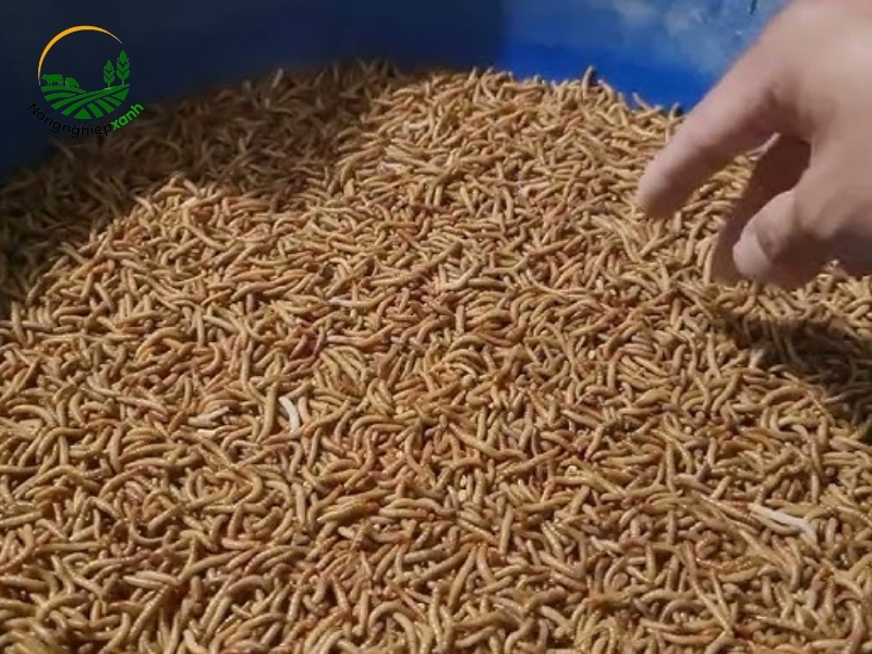 Giá trị kinh tế từ mô hình nuôi sâu quy