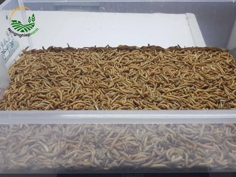 Cách nuôi sâu rồng từ ấu trùng đến thu hoạch