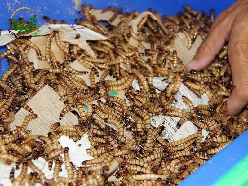 Một số khó khăn và giải pháp khi nuôi sâu rồng