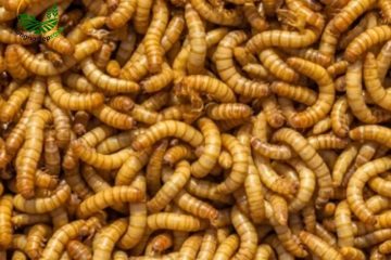 Cách nuôi sâu sữa đơn giản tại nhà sống khỏe, lớn nhanh