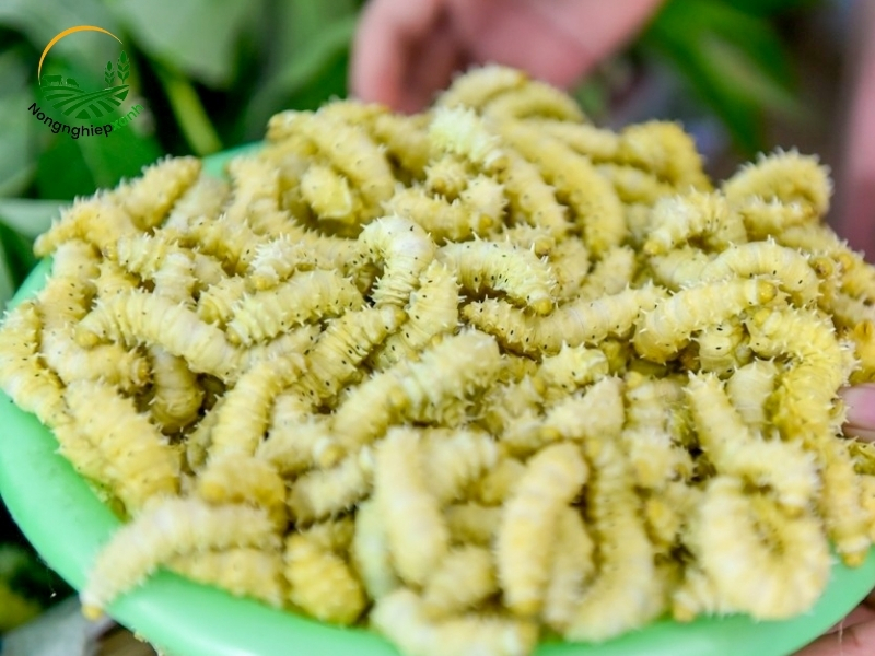 Tằm lá sắn là gì?