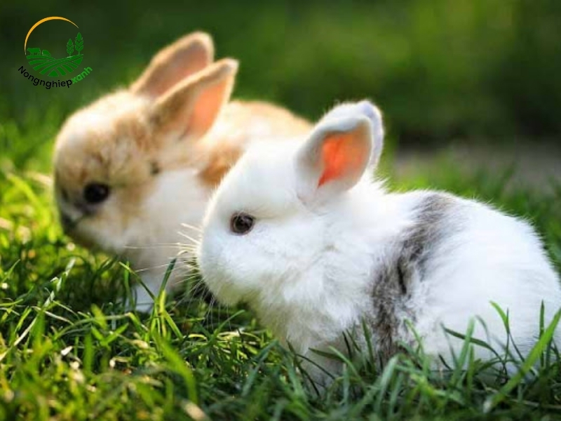 Cách chọn giống thỏ chuẩn, ít bệnh, mau lớn