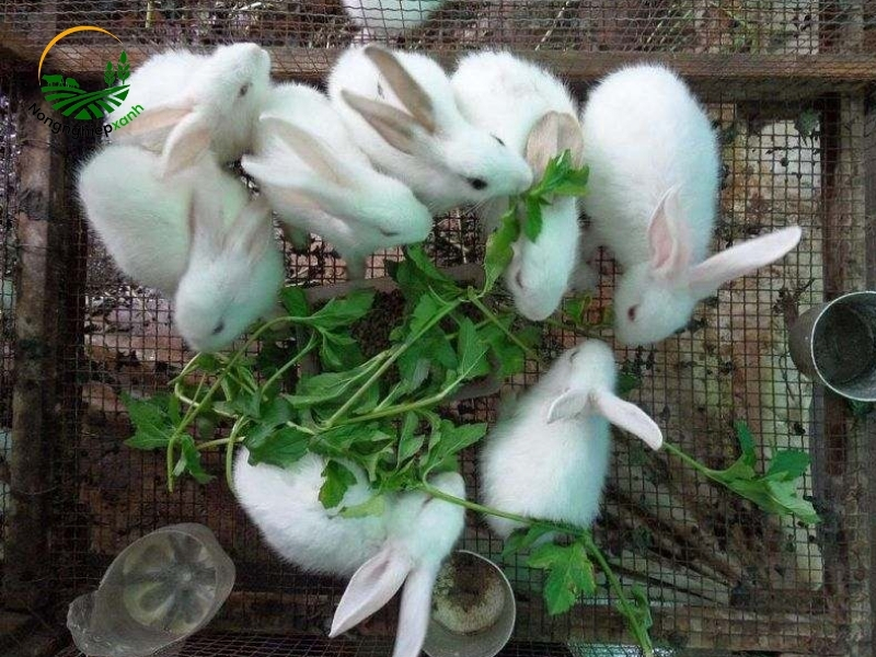 Chuẩn bị trước & ngay sau khi thỏ mẹ sinh