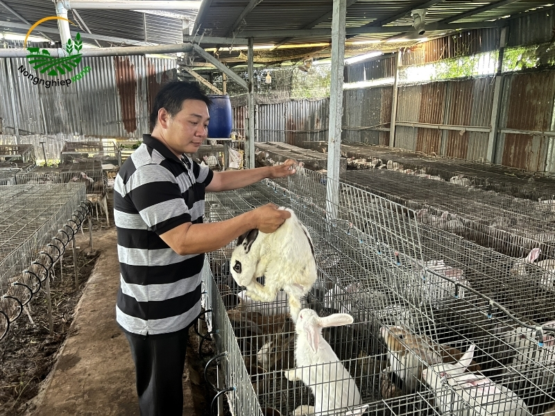 Phòng và trị bệnh cho thỏ