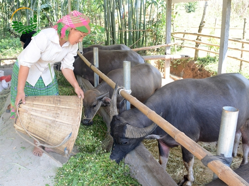 Tầm quan trọng của việc nuôi trâu trong nông nghiệp Việt Nam