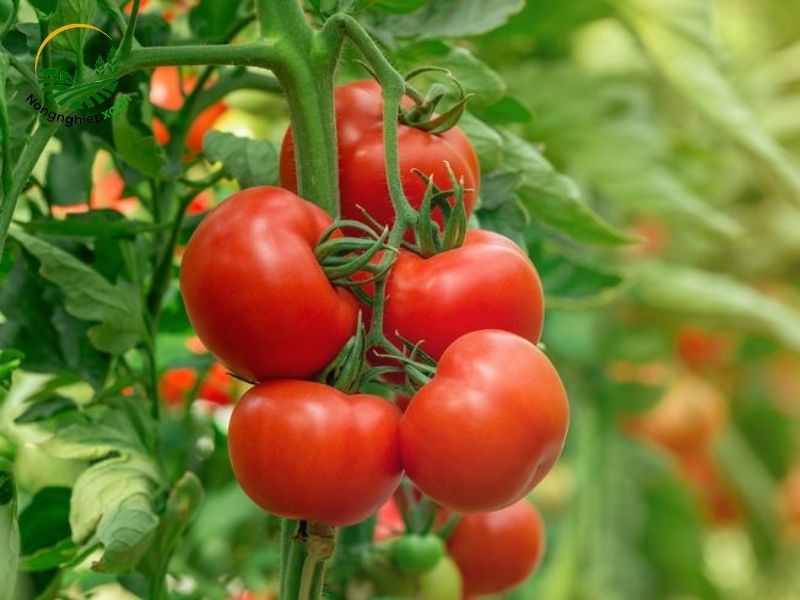 a group of tomatoes on a vine