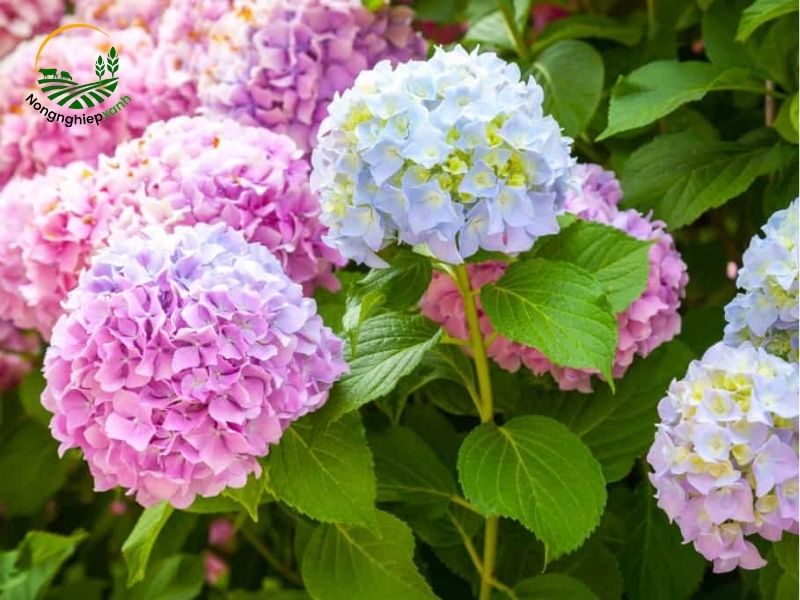 Kỹ thuật đặc biệt để điều chỉnh màu hoa cẩm tú cầu