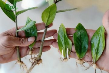 Cách trồng và nhân giống cây kim tiền tại nhà siêu đơn giản