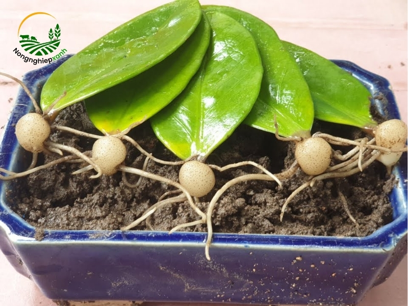 Các bước trồng cây Kim Tiền tại nhà chi tiết