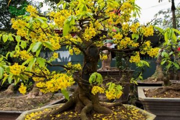 Cách trồng cây mai đẹp chuẩn – Bí quyết chăm sóc nở rộ đón tết