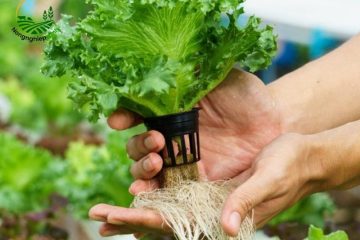Khám phá cách trồng cây thủy canh - Giải pháp làm vườn hiện đại