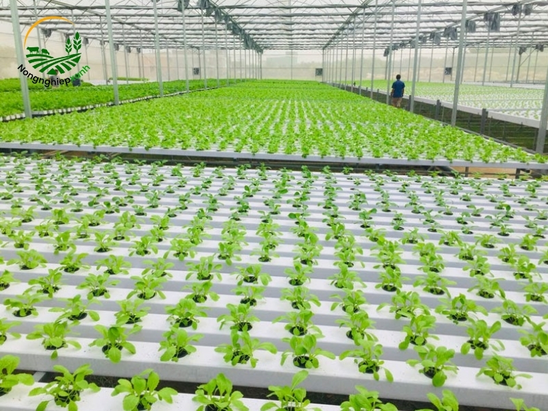 Hướng dẫn chi tiết cách trồng cây thủy canh tại nhà