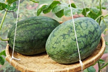 Những cách trồng dưa hấu siêu ngọt từ nông dân chuyên nghiệp