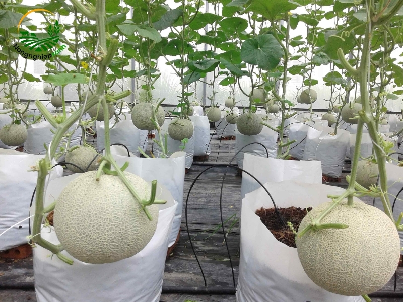Các bước trồng dưa lưới tại nhà từ hạt