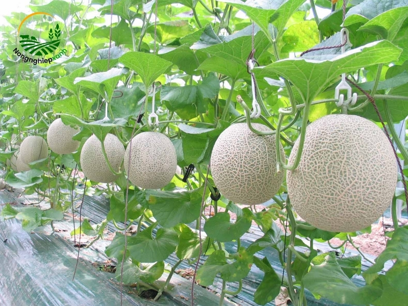 Kỹ thuật chăm sóc cây dưa lưới để ra trái hiệu quả nhất