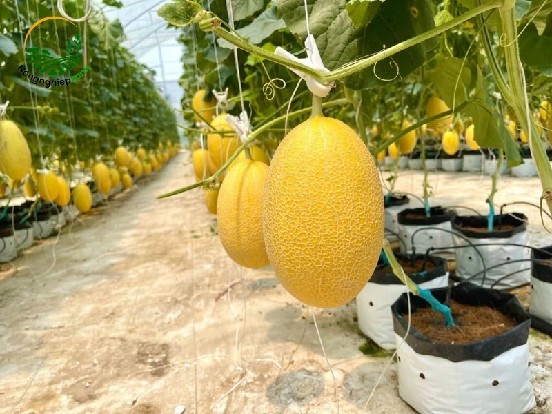 Các giống dưa lưới phổ biến và dễ trồng tại nhà