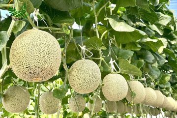 Cách trồng dưa lưới tại nhà giúp cây sai quả, ngọt thơm