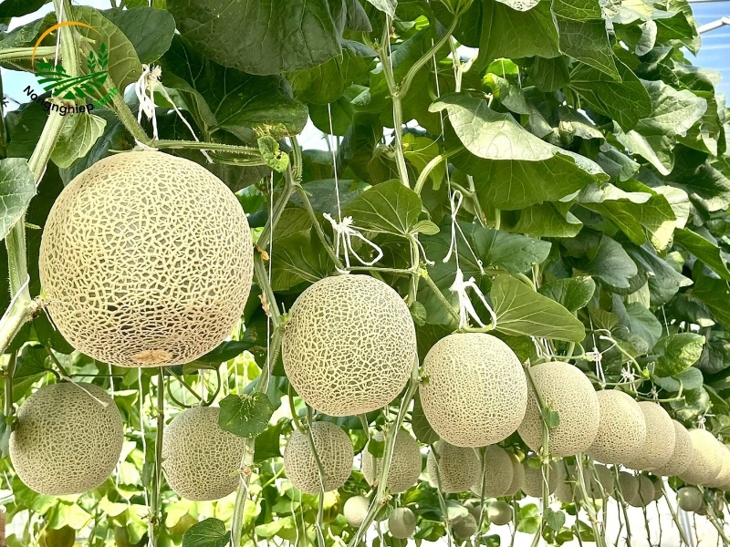 Cách trồng dưa lưới tại nhà giúp cây sai quả, ngọt thơm