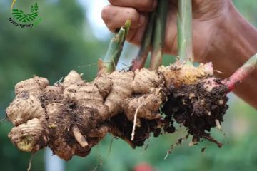 Chia sẻ cách trồng gừng tại nhà để phát triển nhanh và củ to
