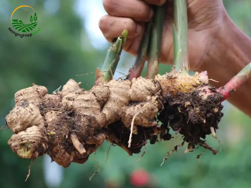 Chia sẻ cách trồng gừng tại nhà để phát triển nhanh và củ to