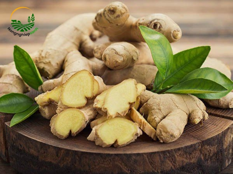 Chia sẻ cách trồng gừng trong chậu từ các nông dân